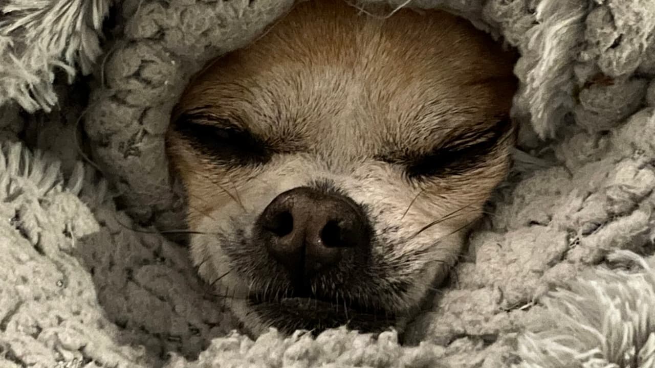 Stone, veterinaria en Houston, asegura que no le duele al animal cuando se lo ponen.