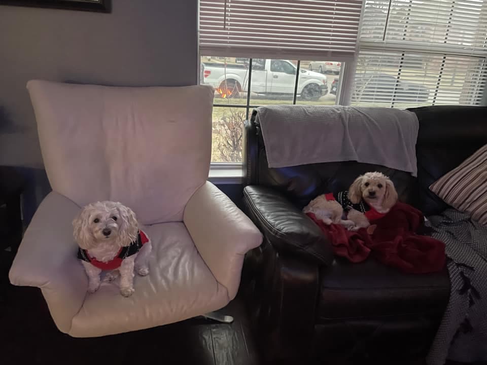 Y hay otras mascotitas que prefieren estar abrigados y adentro de su casa como estos dos perritos de Emy Fuentes.