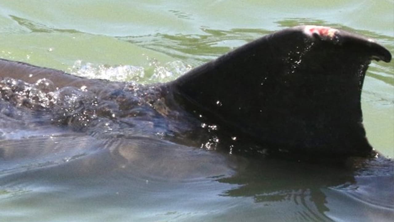 Una organización sin fines de lucro está pidiendo ayuda a la comunidad para encontrar al delfín que fue visto hace unos días con un hilo de red de pescar enredado en una de sus aletas en la isla de Galveston.