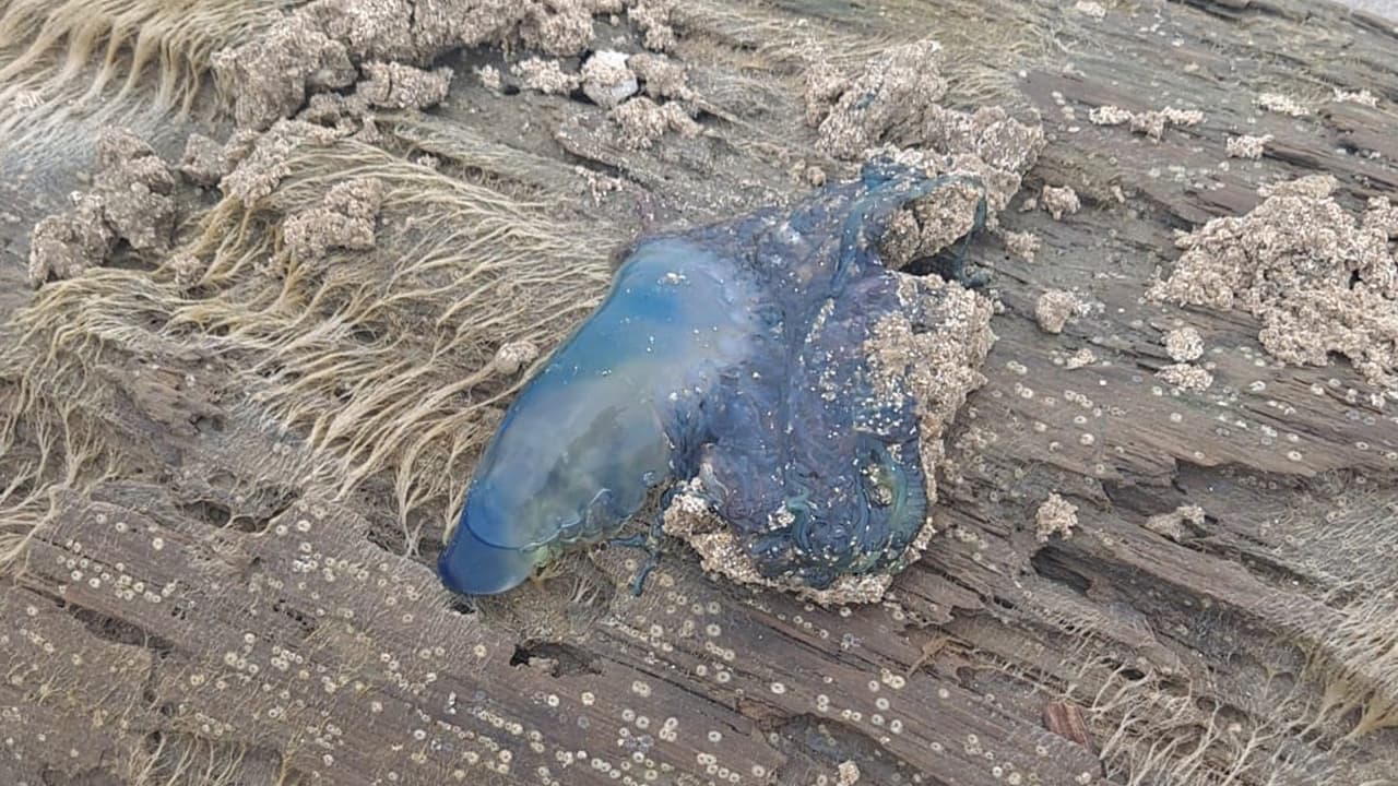 Blanca E. Arroyo compartió esta imagen con Univision 45.