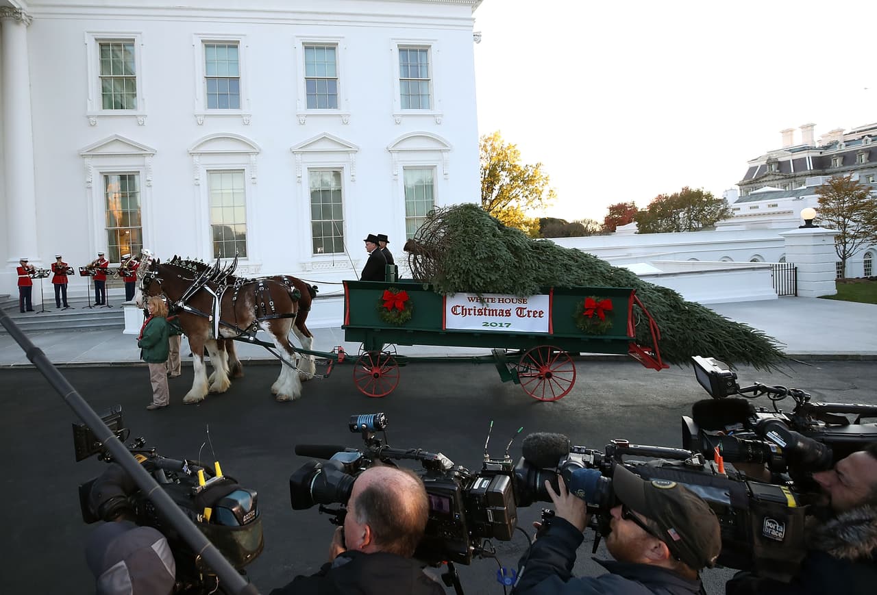 El pino tiene una altura de 19.5 pies.