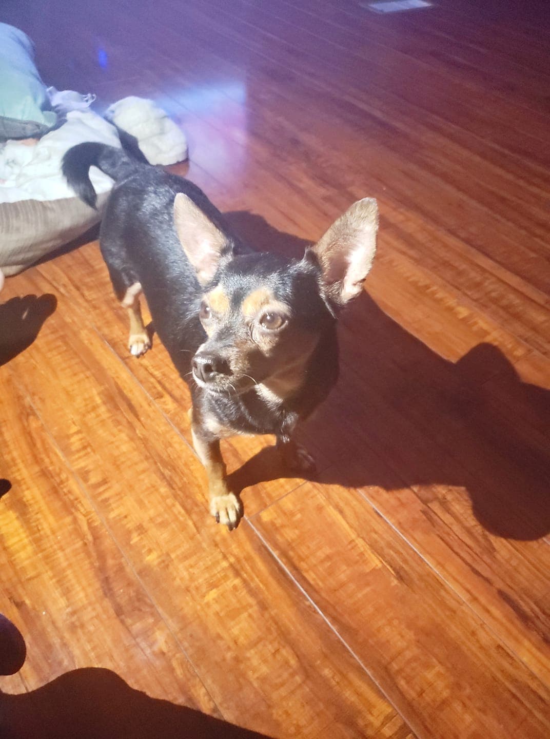 Patty López compartió una foto de su hijo perruno.