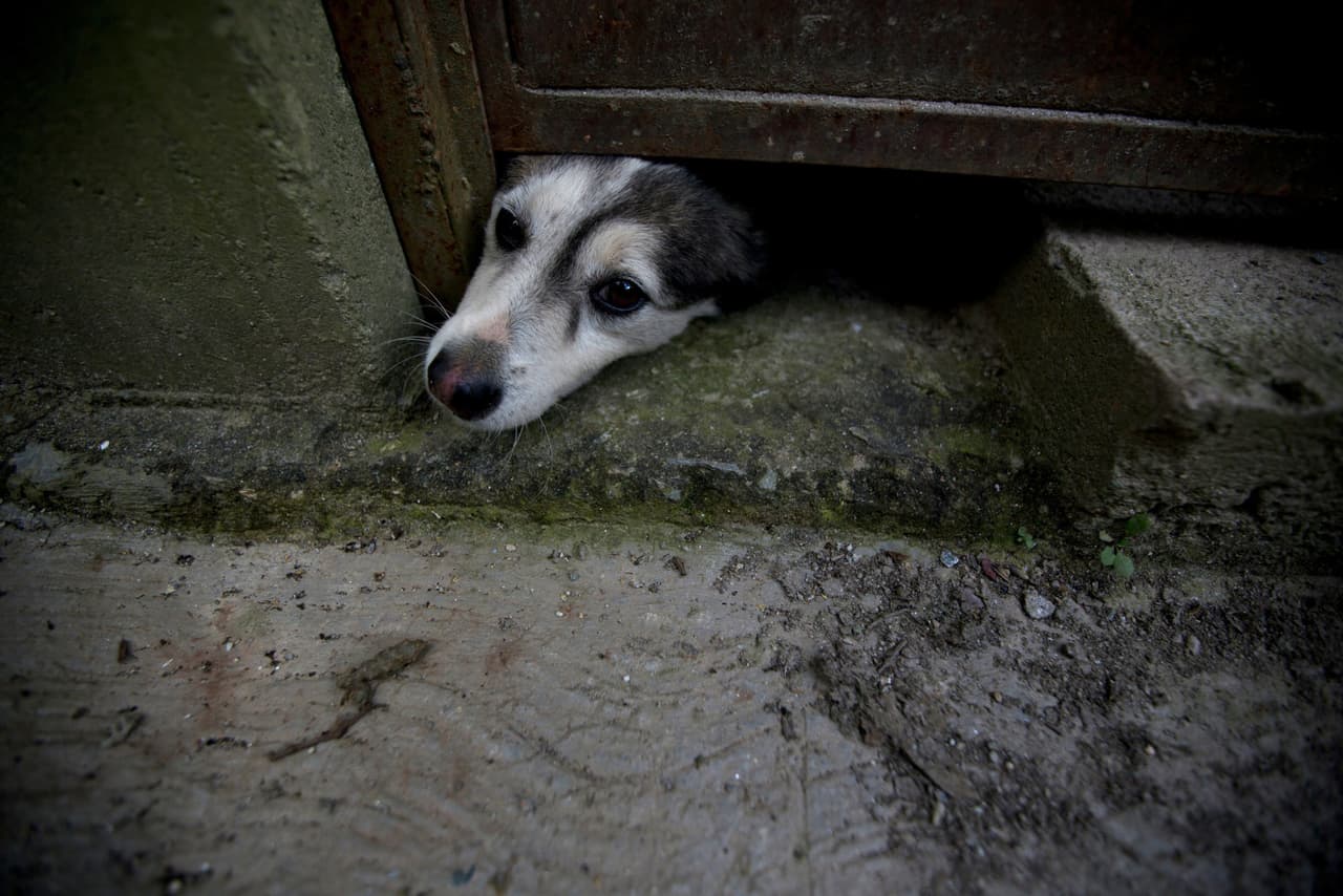Venezuela pets go hungry as economic crisis deepens