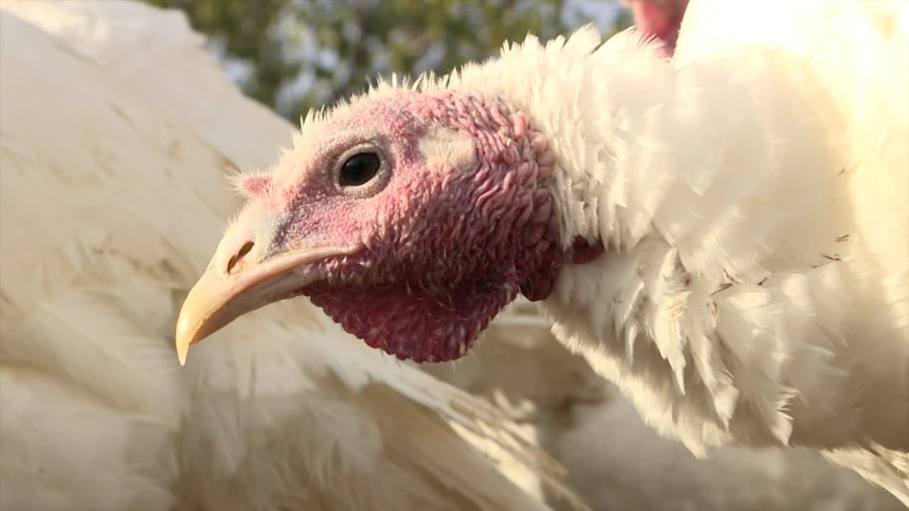 Para 'Thanksgiving' habrá pavos, pero no serán grandes: te explicamos por qué