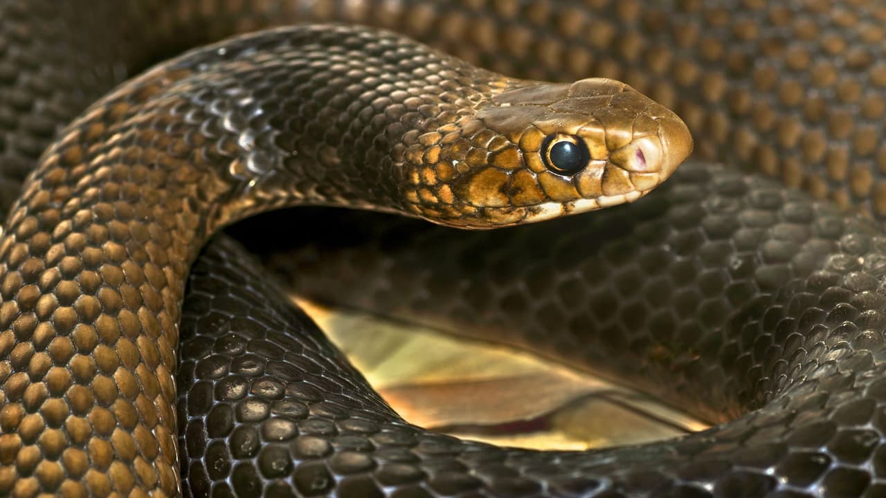 <h3 class="cms-H3-H3">🧡 Para ti y tu comunidad </h3>
<br>Esta guía está pensada para ti, que vives en Texas y quieres cuidar de tu familia.
<b>Comparte esta información con tus vecinos, familiares y amigos. Estar informados es la mejor forma de prevenir.</b>