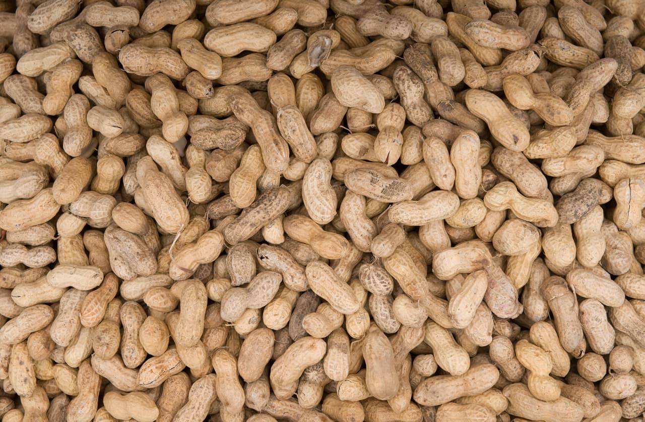 <b>Brooklet Peanut Festival (18 de septiembre)</b>: Celebra una de las cosechas más famosas de Georgia en el Brooklet Peanut Festival anual en septiembre. Disfruta el desfile y las carreras de tractores, así como las artesanías y prueba la comida del festival. La entrada es gratuita al festival y el ambiente familiar.