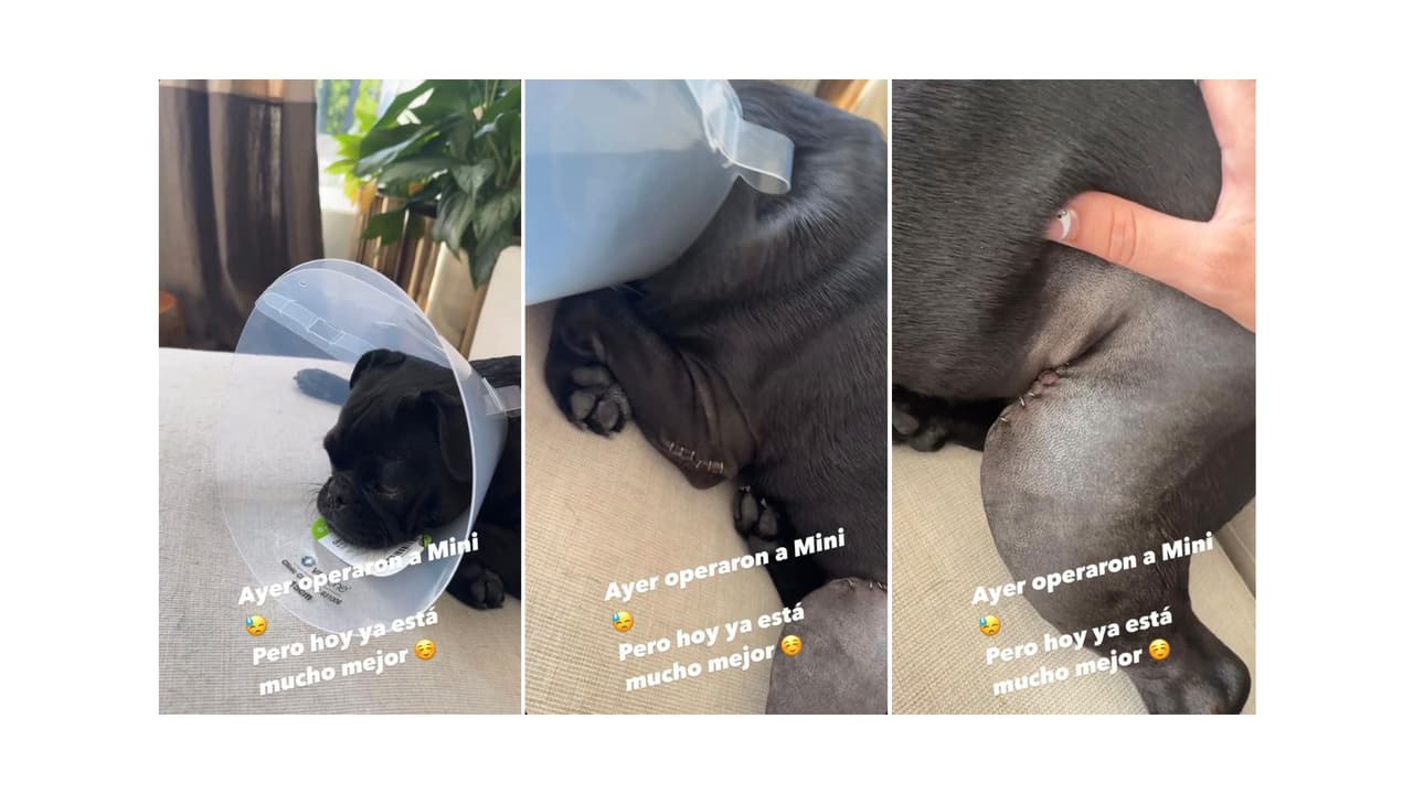 Mascota de Aneliz Aguilar se recupera de una cirugía.