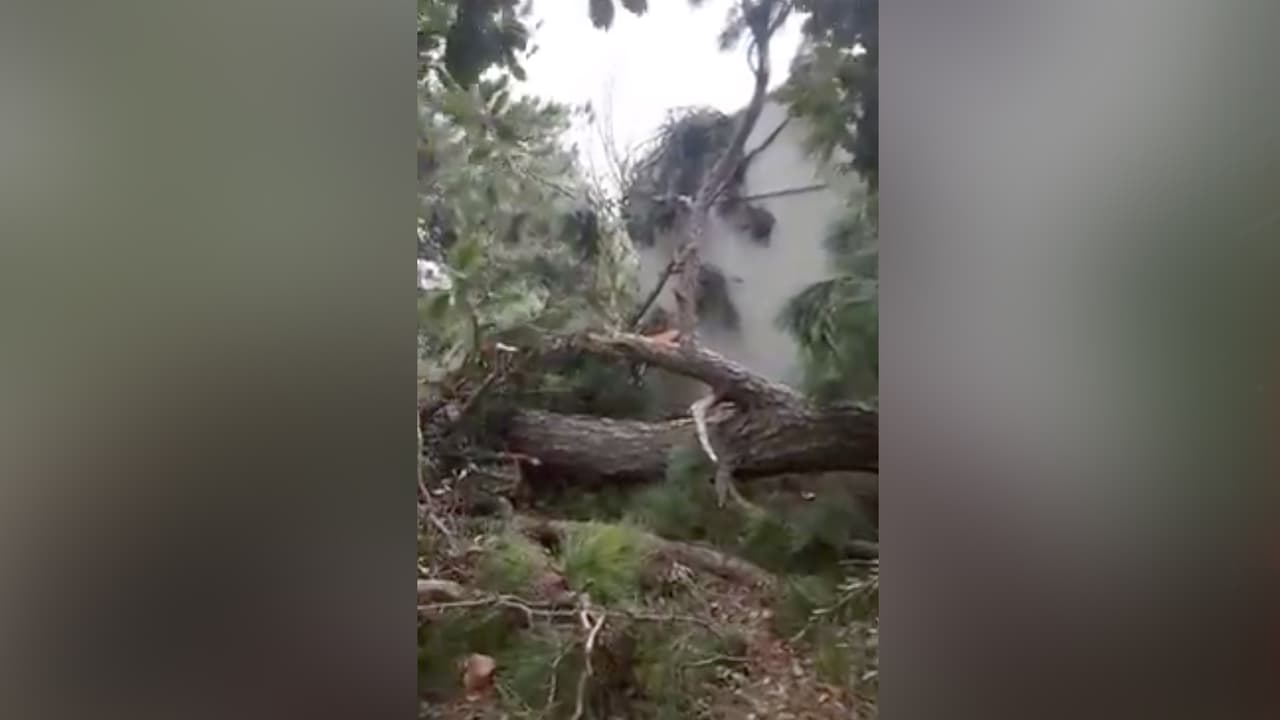 En algunas zonas de la ciudad se reportaron árboles caídos.