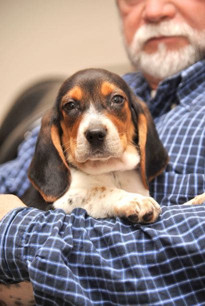 También existe la opción de la camisa anti-ansiedad, altamente recomendada por la veterinaria. Está elaborada con neopreno lo que la hace elástica y mantiene cierta presión con efectos calmantes en tu mascota, incluso si te ausentas, la camisa puede ser de gran ayuda para tranquilizar a tu perro.