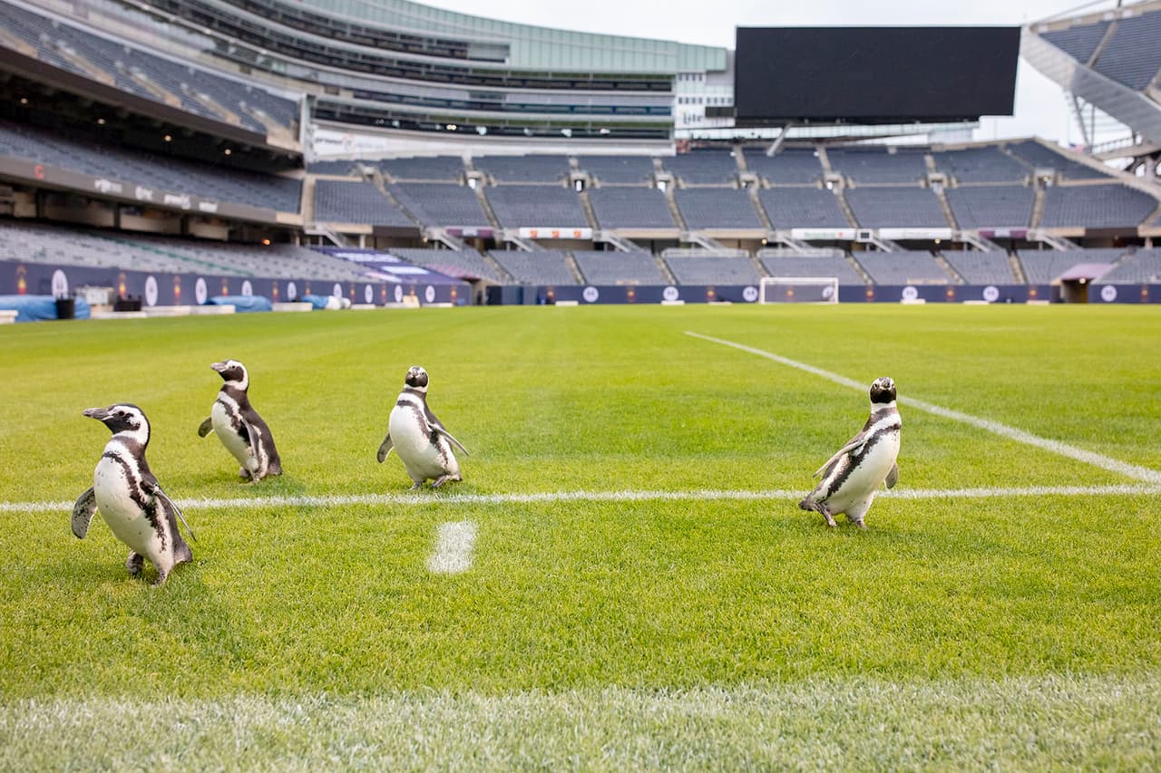 Aunque es una especie que en libertad nidifica en las islas Malvinas, estas aves migran en invierno. Se dice que son una especie vagante porqué les gusta viajar a otras zonas lejos de donde nacieron.