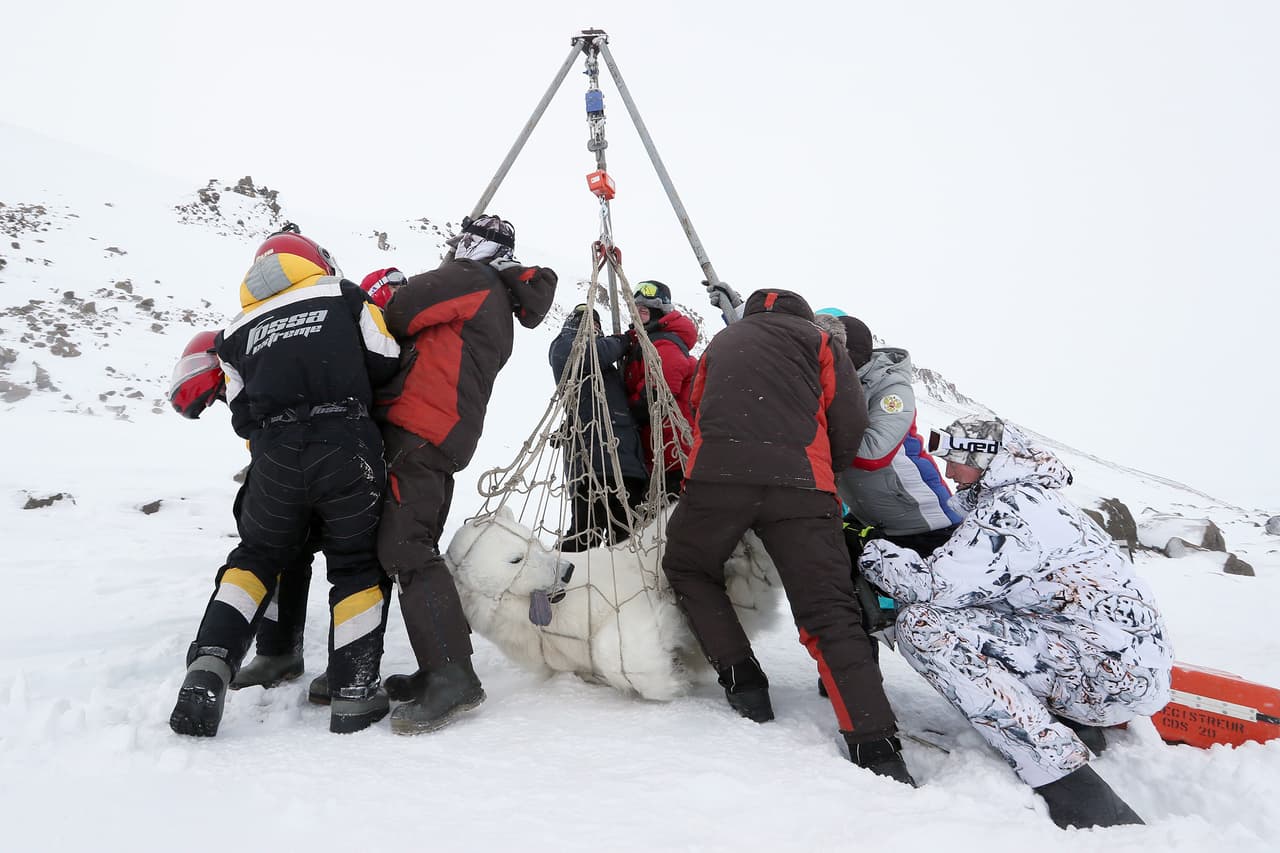 <b>‘Expedición Umka 2021’ </b>
<br>
<br>Esta fotografía finalista muestra a un grupo de investigadores pesando a un oso polar sedado en el archipiélago ruso Franz Joseph Land, en el océano Ártico.
<br>
<br>Esta expedición, organizada por la Sociedad Geográfica Rusa, comenzó a mediados de marzo de 2021 y tiene como objetivo evaluar el impacto del cambio climático y hacer un monitoreo de la población local de osos polares.
<br>