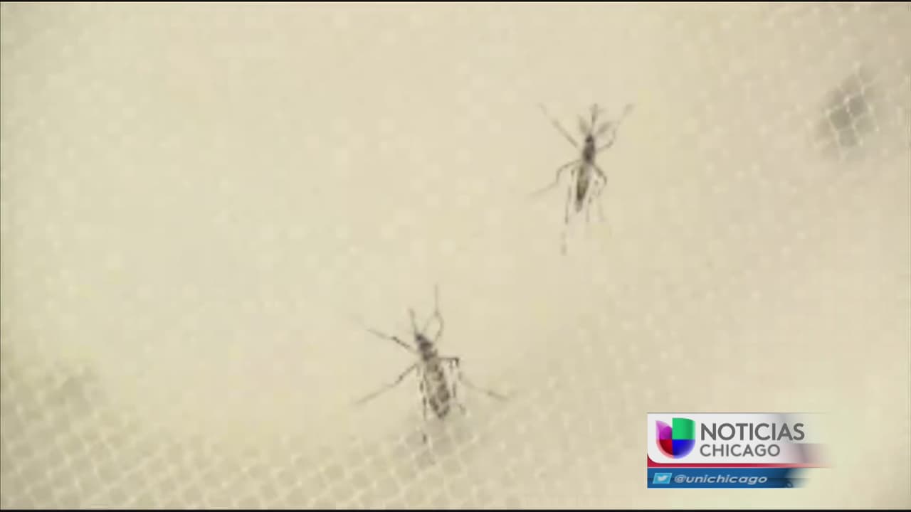 Confirman el primer caso de zika en Chicago