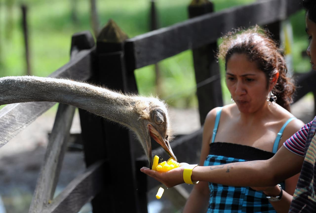 Alimentar a los animales es una de las cosas que más le gusta al público.