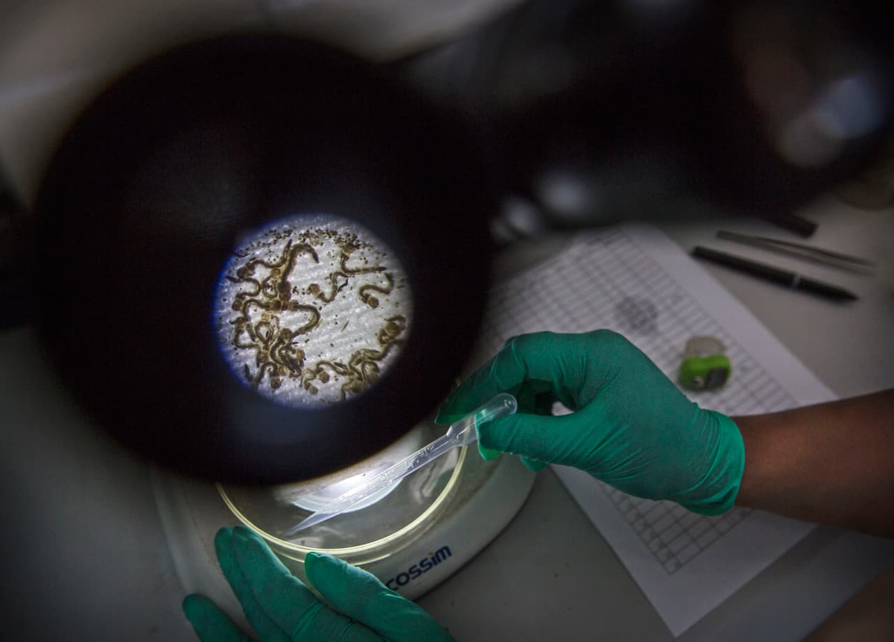 Florida finds Zika in trapped mosquitoes, a first for the continental U.S.