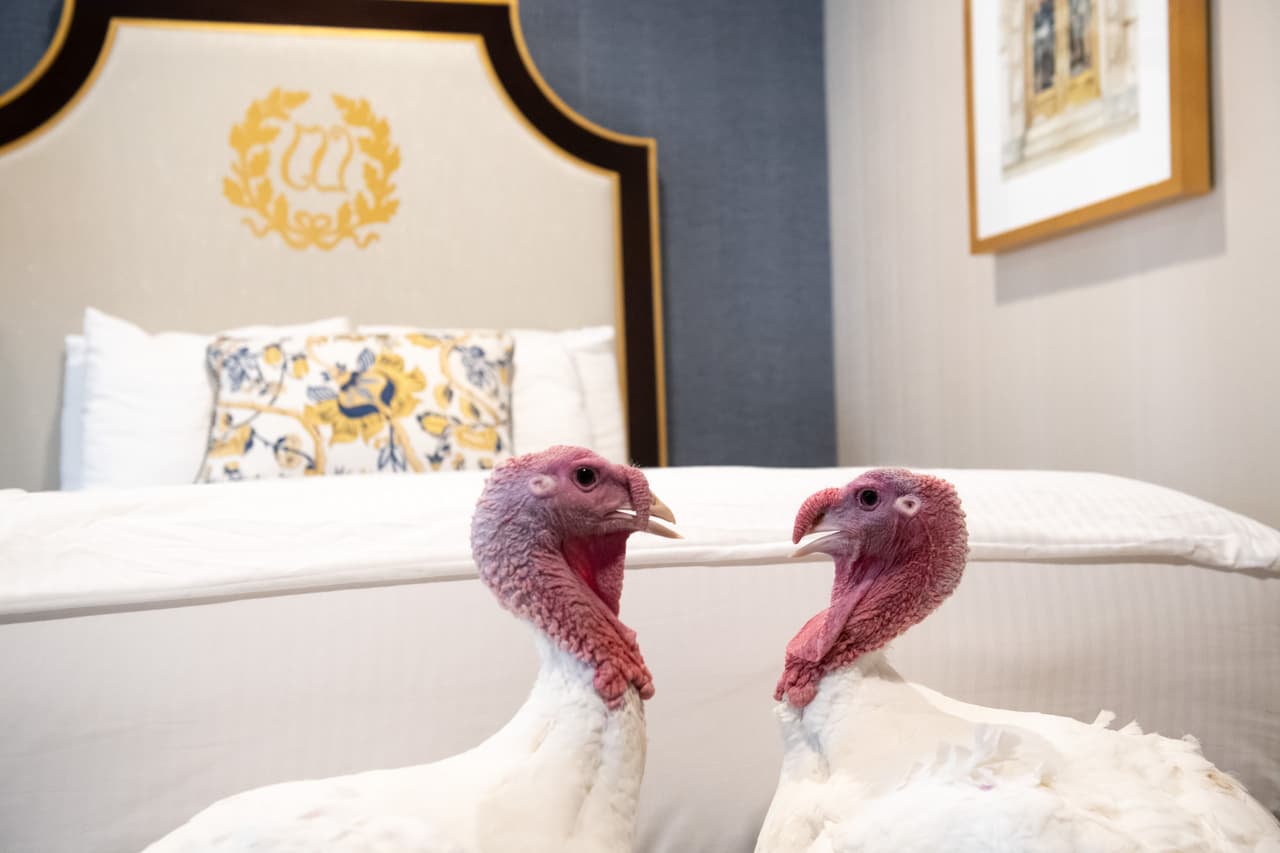 'Pan' y 'Mantequilla' caminan dentro de la habitación de hotel de Washington, DC donde estuvieron antes de ser perdonados por Trump. El alojamiento de las aves en un cómodo hospedaje antes del perdón es parte de la peculiar costumbre presidencial en la víspera del día de Acción de Gracias. Una vez perdonadas, serán enviadas a una instalación agrícola en la Universidad Tecnológica de Virginia.