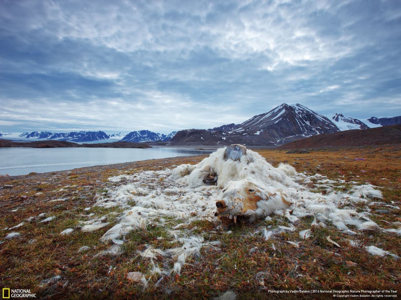 Esta imagen con los restos de un oso polar en las Islas Northern Svalbard obtuvo el primer lugar en la categoría de asuntos medioambientales. La foto ayuda a mostrar cómo el cambio climático hace estragos en el hábitat de estas poblaciones de animales. Fue captada por Vadim Balakin.