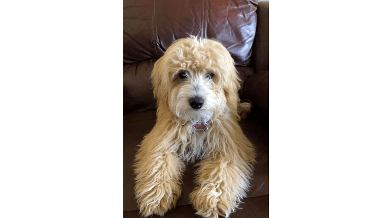 La mascota de Rosalía.