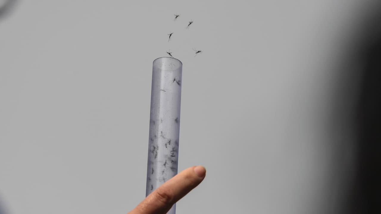 Departamento de Salud fumiga con pesticidas en Manhattan y el Bronx para eliminar los mosquitos 