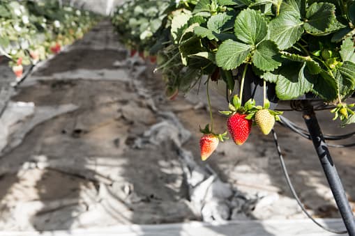 El festival es uno familiar en el que los menores de 12 años entran gratis.