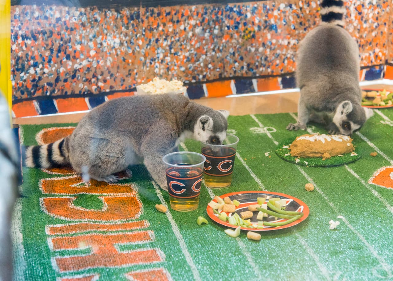 El zoológico ahora se encuentra en 216 acres y es visitado por más de dos millones de huéspedes anualmente.