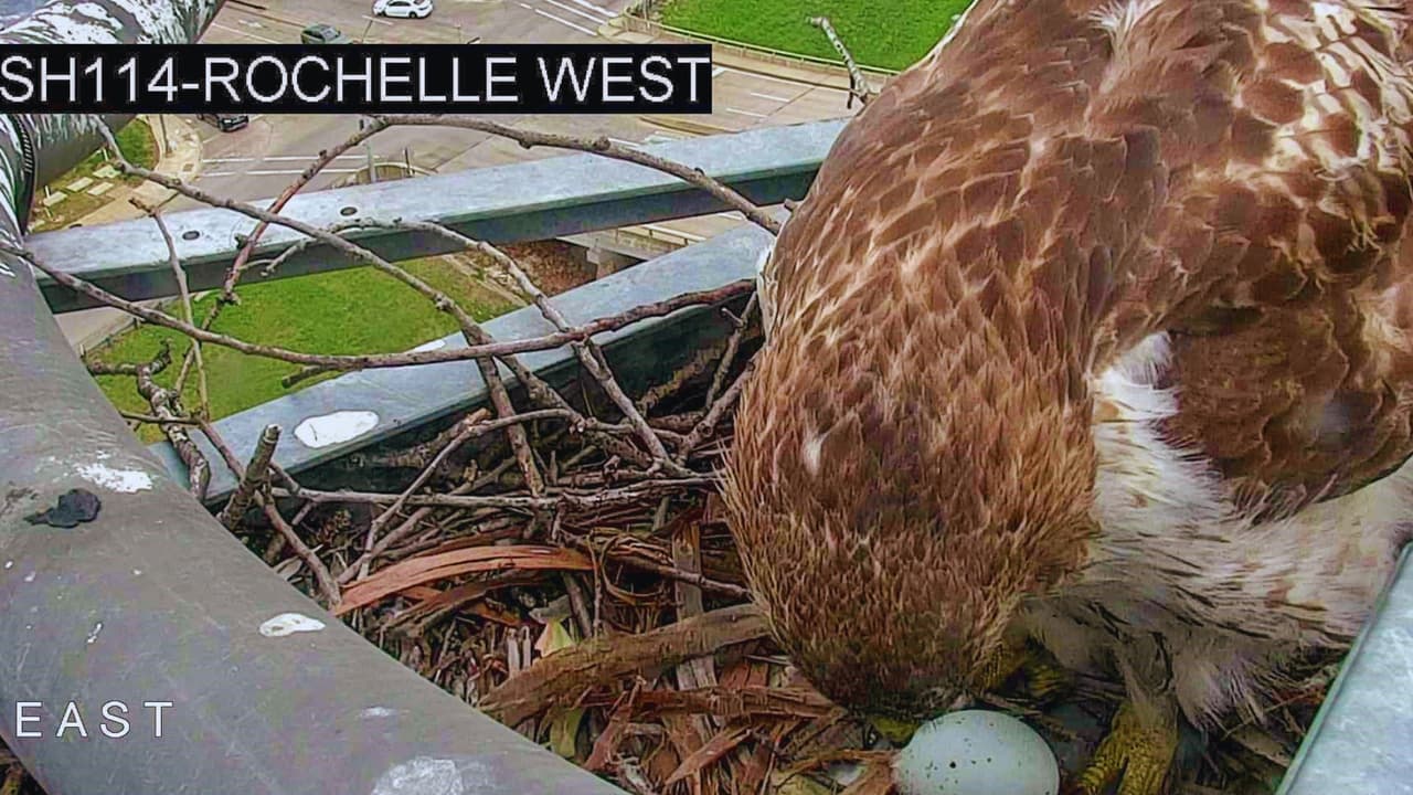 "Rochelle", la halcón de cola roja, ha cautivado Texas desde su nido en Irving.