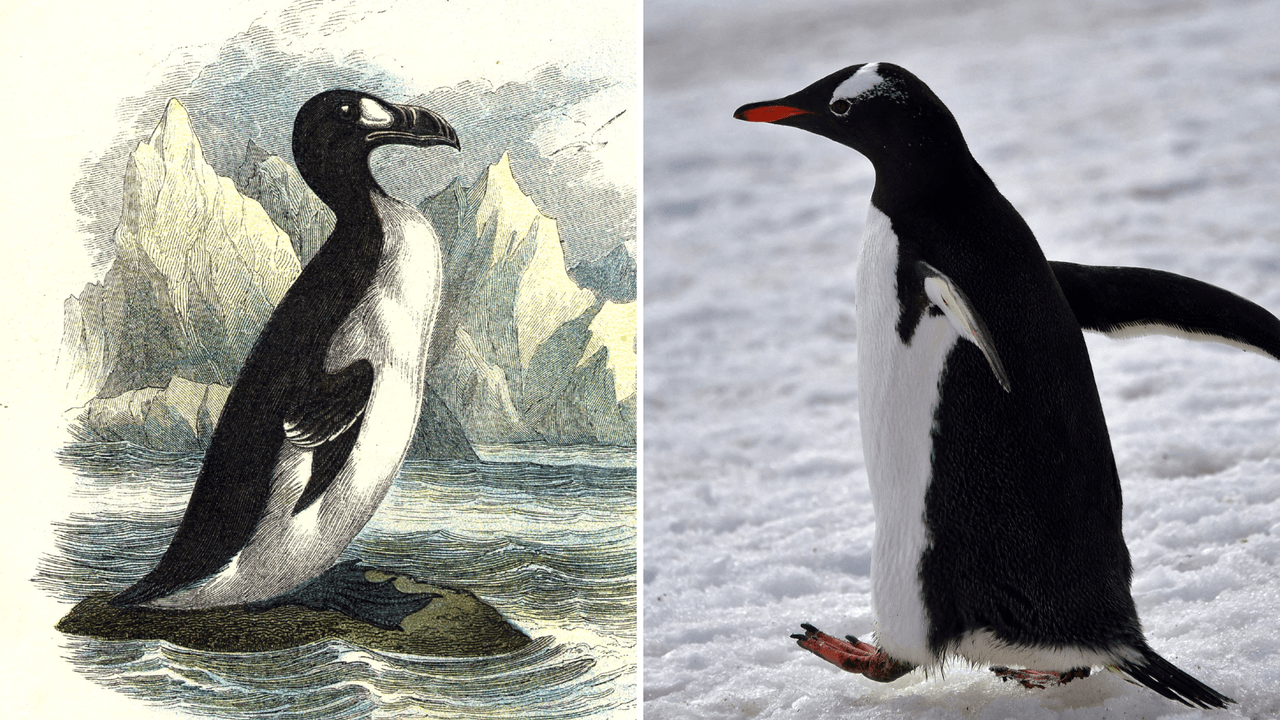 Las alcas gigantes son los 'pingüinos originales'.