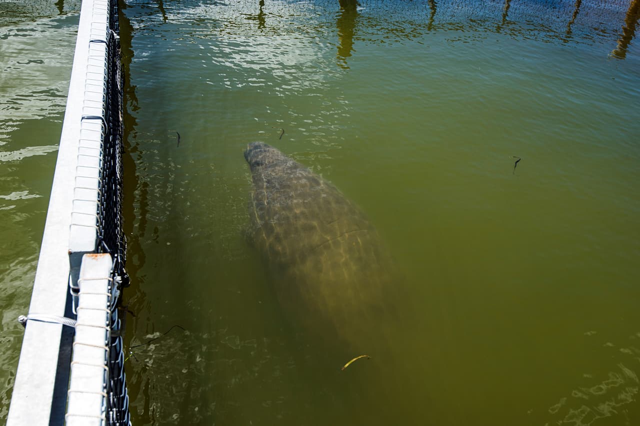<b>Coloraciones distintas. </b>Los manatíes son generalmente de color gris o marrón. En algunos casos adquieren una tonalidad verdosa debido a la cantidad de algas que se han acumulado encima de ellos.