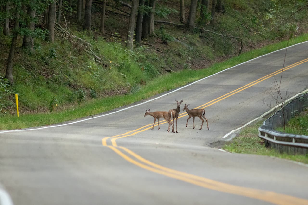 Si ves un animal, trata de desacelerar lo más pronto posible sin accidentarte o chocar contra un auto. La Oficina dijo que tienes mayores posibilidades de sobrevivir a una colisión si le pegas al animal, comparado a si impactas a otro vehículo.