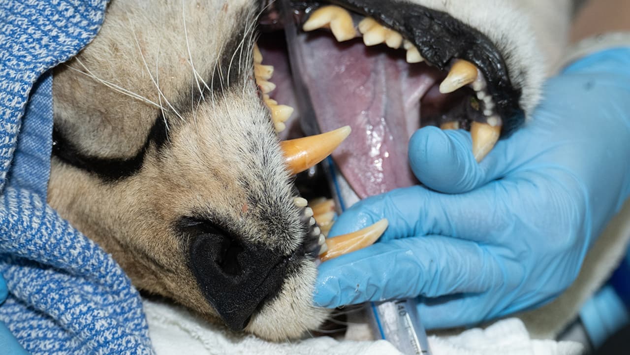 La salud dental es una de las prioridades del Zoo de Miami.