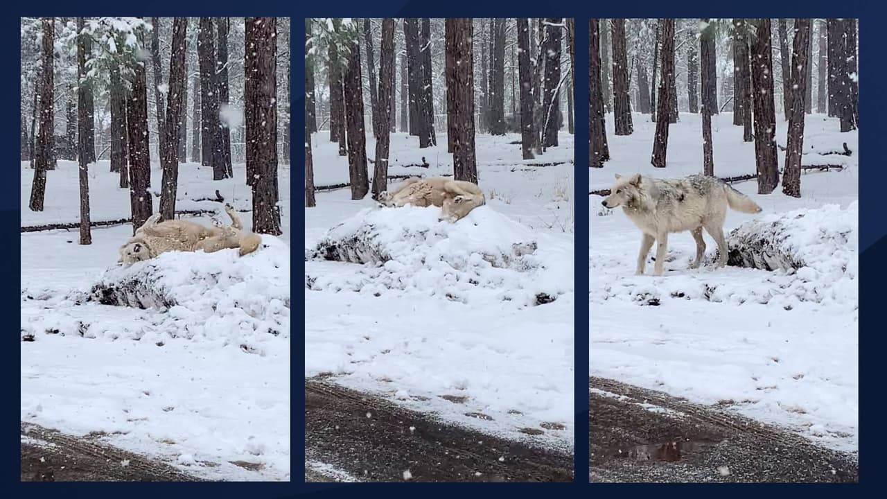 “Gerónimo, un 
<i>Alaska Tundra Wolf</i> en Bearizona Wildlife Park rodando en la nieve de primavera”, dijo Kari St. Clair.
<br>