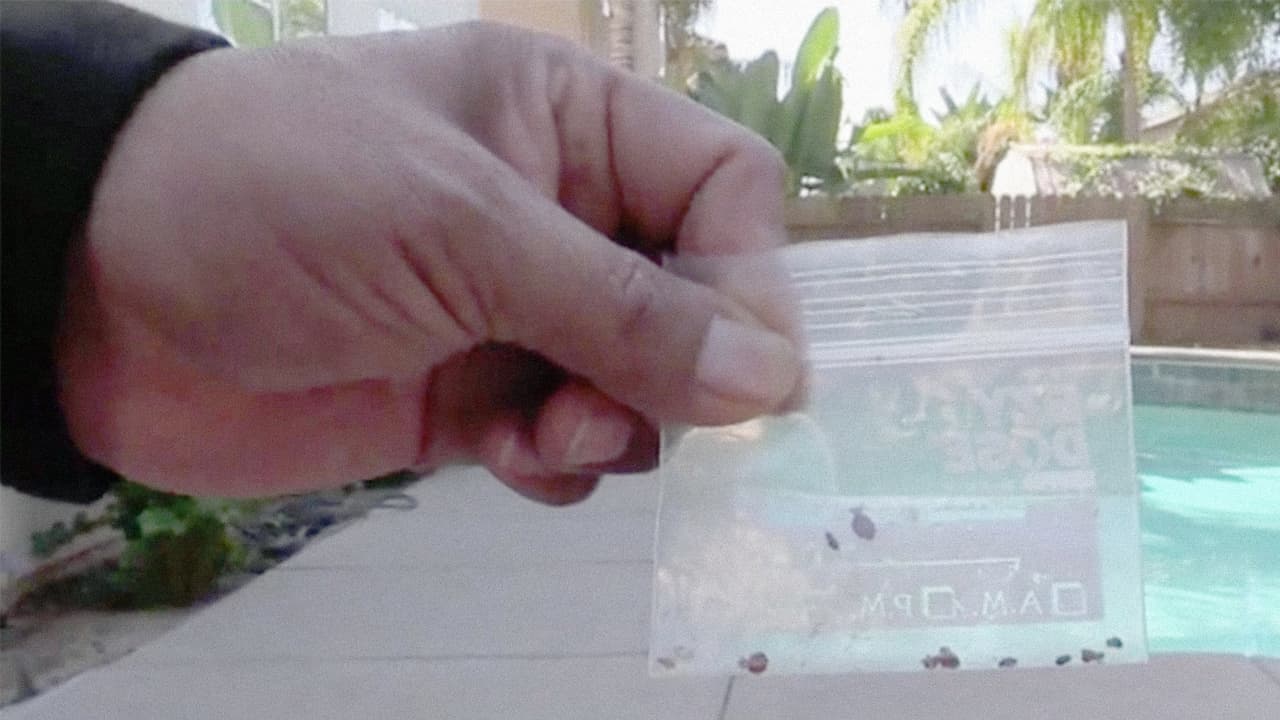 El chinche es un insecto de cuatro o cinco milímetros de largo que segrega una sustancia maloliente y chupa sangre taladrando la piel con picaduras irritantes.