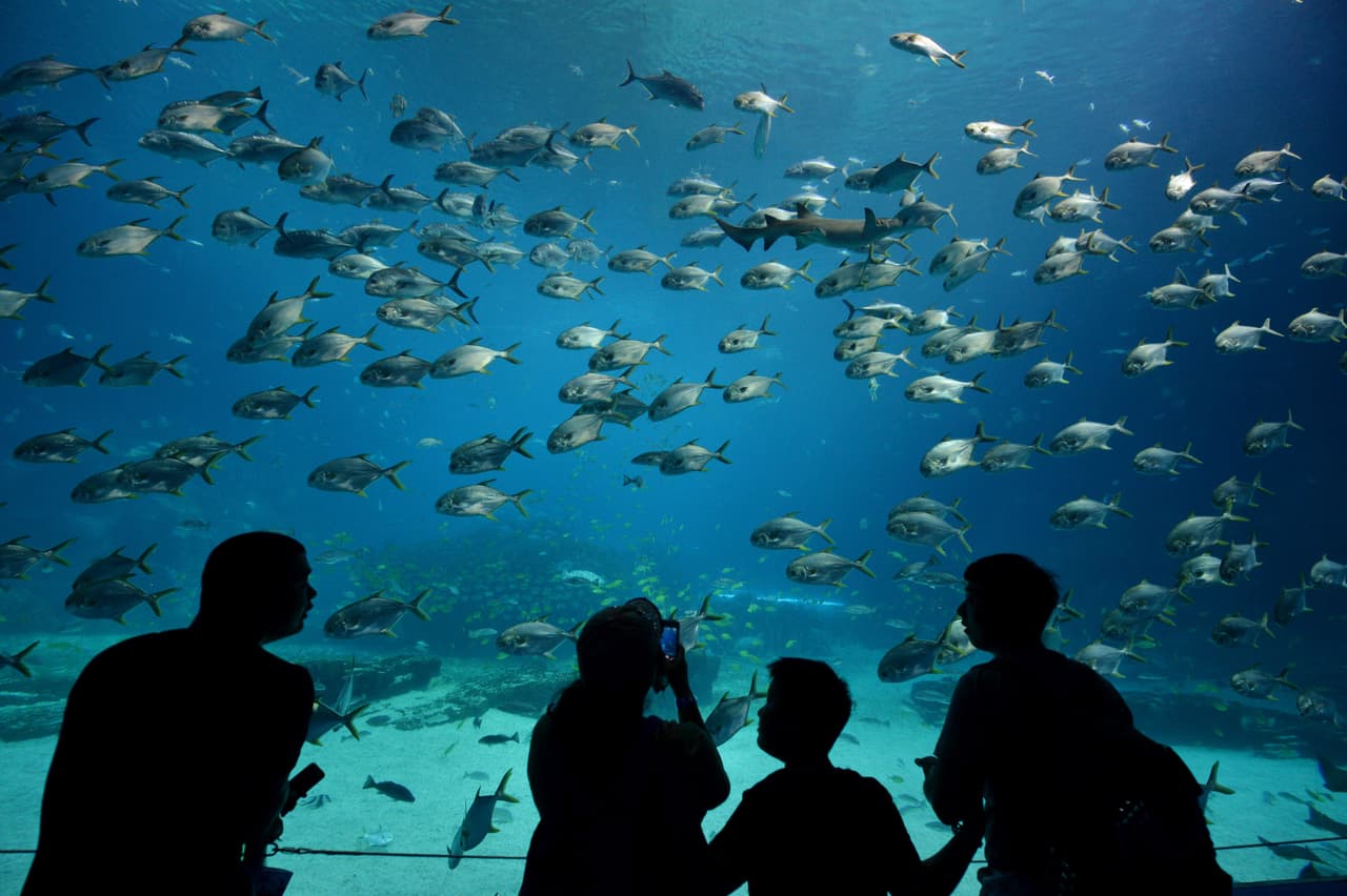 <b>Puesto 8. Chimelong Ocean Kingdom</b>
<br>
<br>Número de atracciones: 15
<br>
<br>Costo por atracción: 4.39 dólares
<br>
<br>Ubicación: Hengqin, China
<br>
<br>Esta instalación alberga más de dos millones de animales marinos y
<a href="https://www.waug.com/en/goods/104005"><u>es considerado el acuario más grande del mundo</u></a>. Tiene una de las montañas rusas más largas de este tipo de parques.