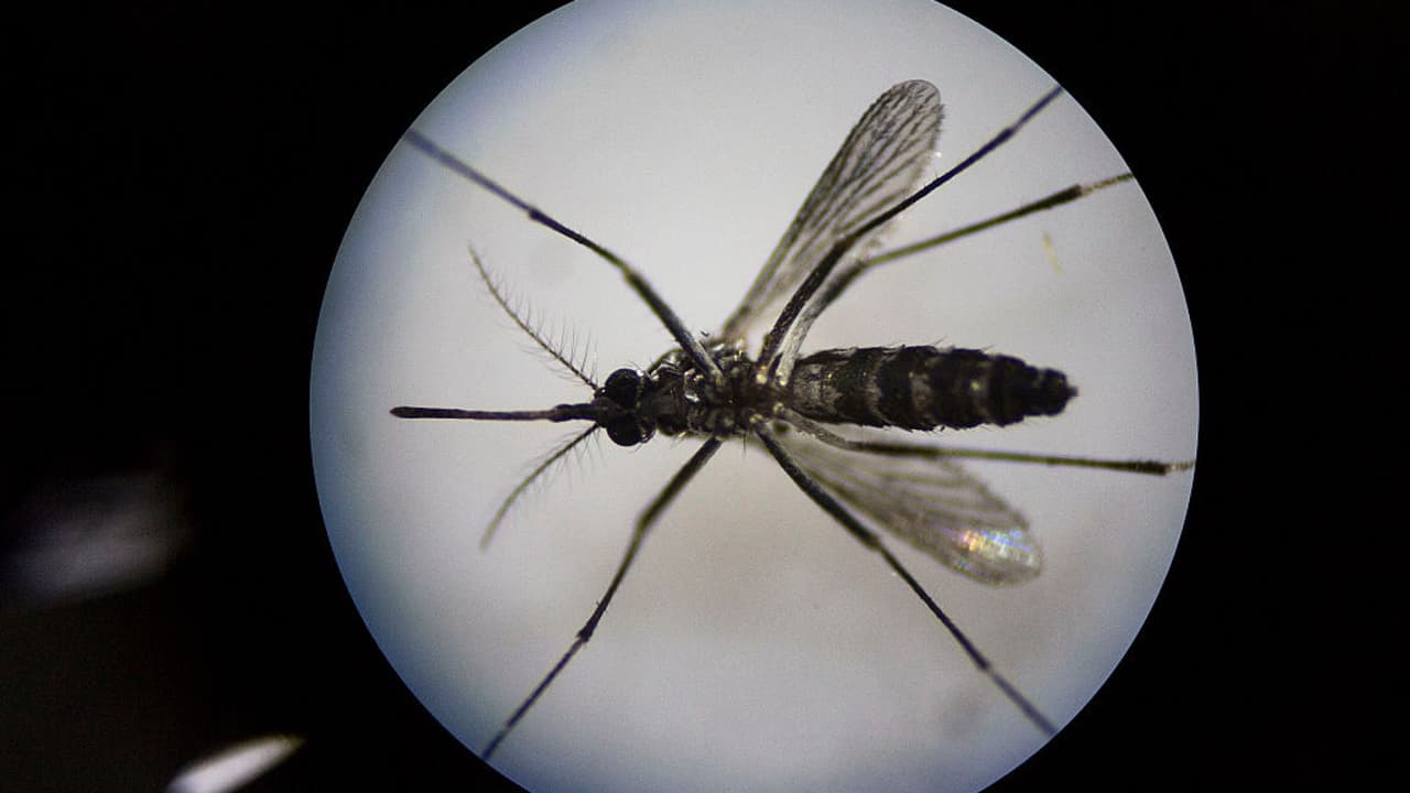 Confirman 2 nuevos casos de dengue en Miami-Dade: ya son 14 en el 2019
