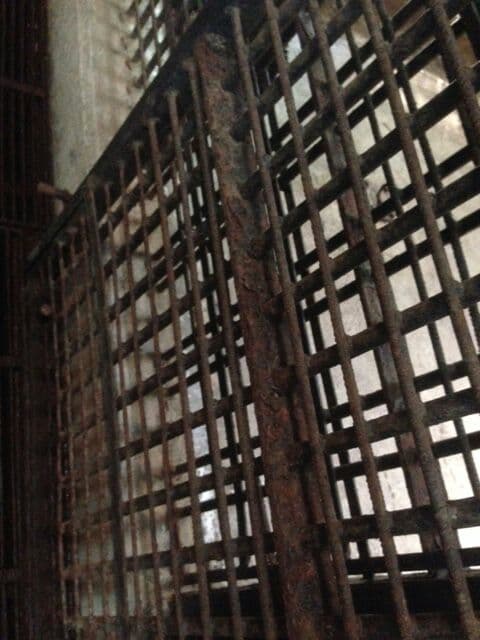 “Este es el estado de óxido de las rejas que dan al pasillo de manejo interior, donde los animales pasan 17 horas encerrados, sin más posibilidad que entretenerse con lo que puedan. Lamerlas seguramente no es lo más recomendable”.