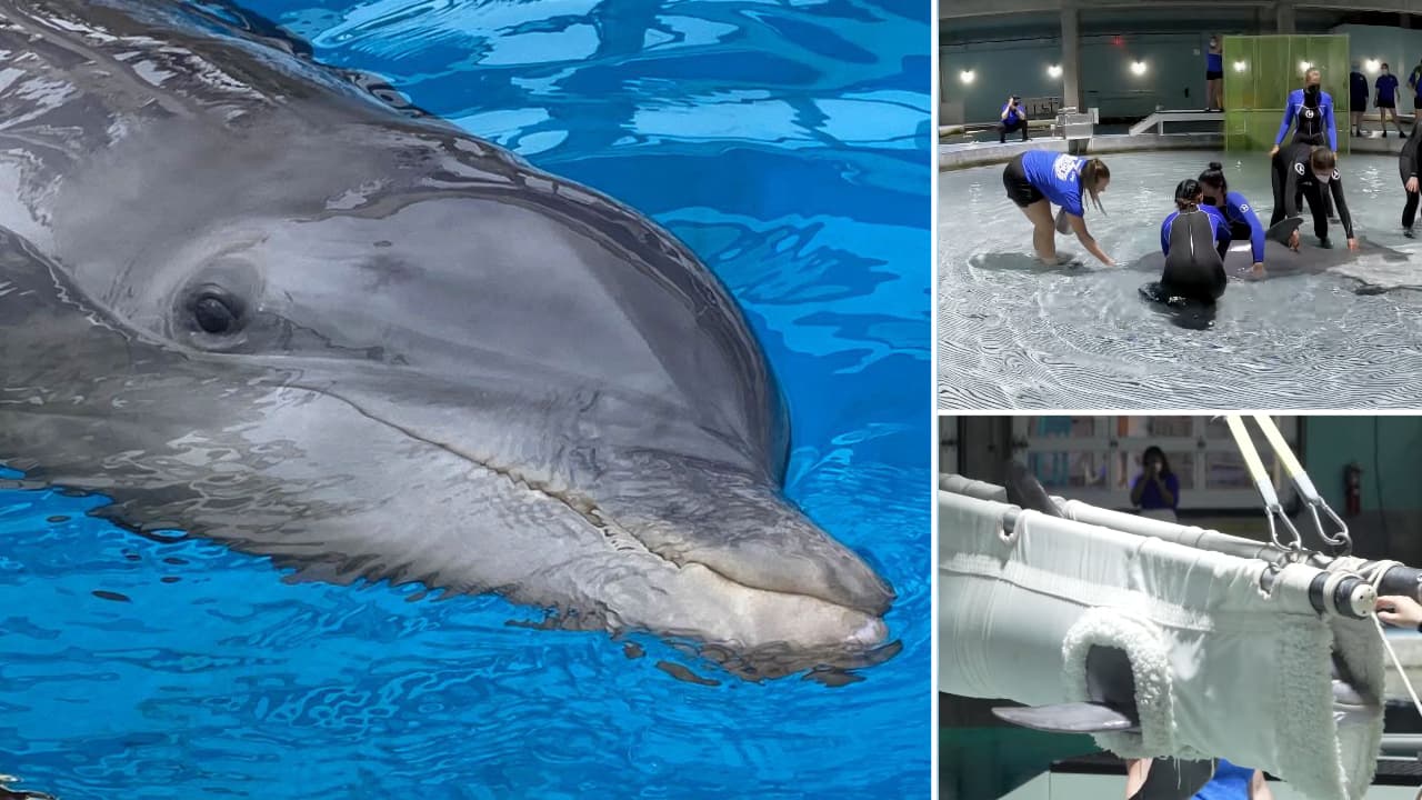 Acuario Marino de Clearwater dio la bienvenida a un nuevo delfín 