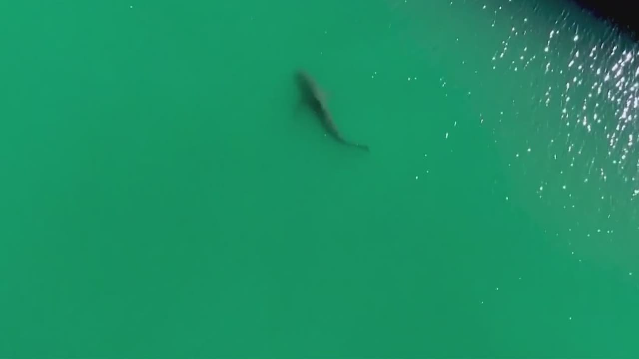 Tiburón de 3.5 metros atrapado en canal de Corea del Sur se hace viral en redes sociales