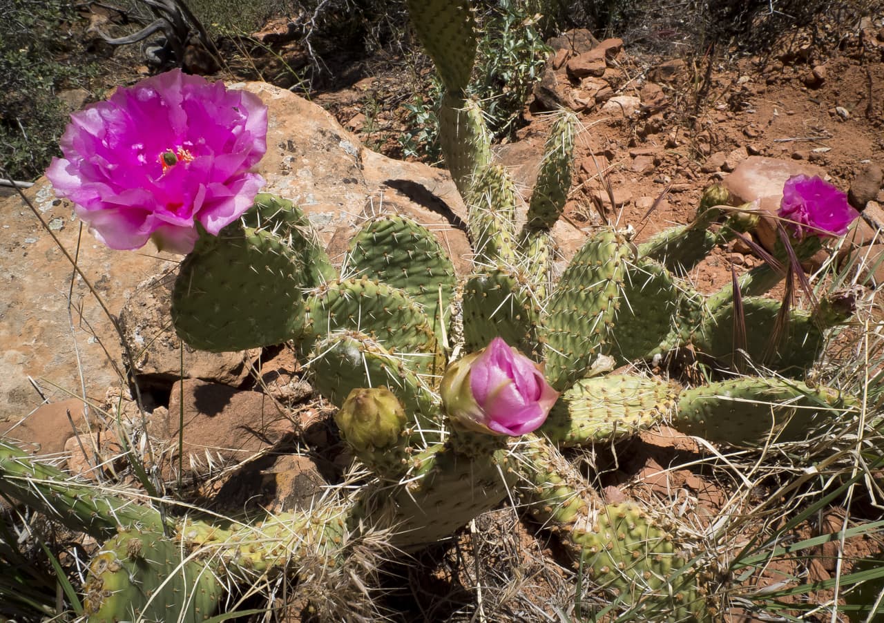 “Muchas de las polillas que verá en la ciudad 
<b>no tienen partes bucales </b>funcionales cuando sean adultos, por lo que 
<b>no se alimentan de nada</b>. Otros, como las 
<b><i>sphinx moths</i></b>, están aprovechando al máximo las suculentas y cactus”, indica Tucson Botanical Gardens.