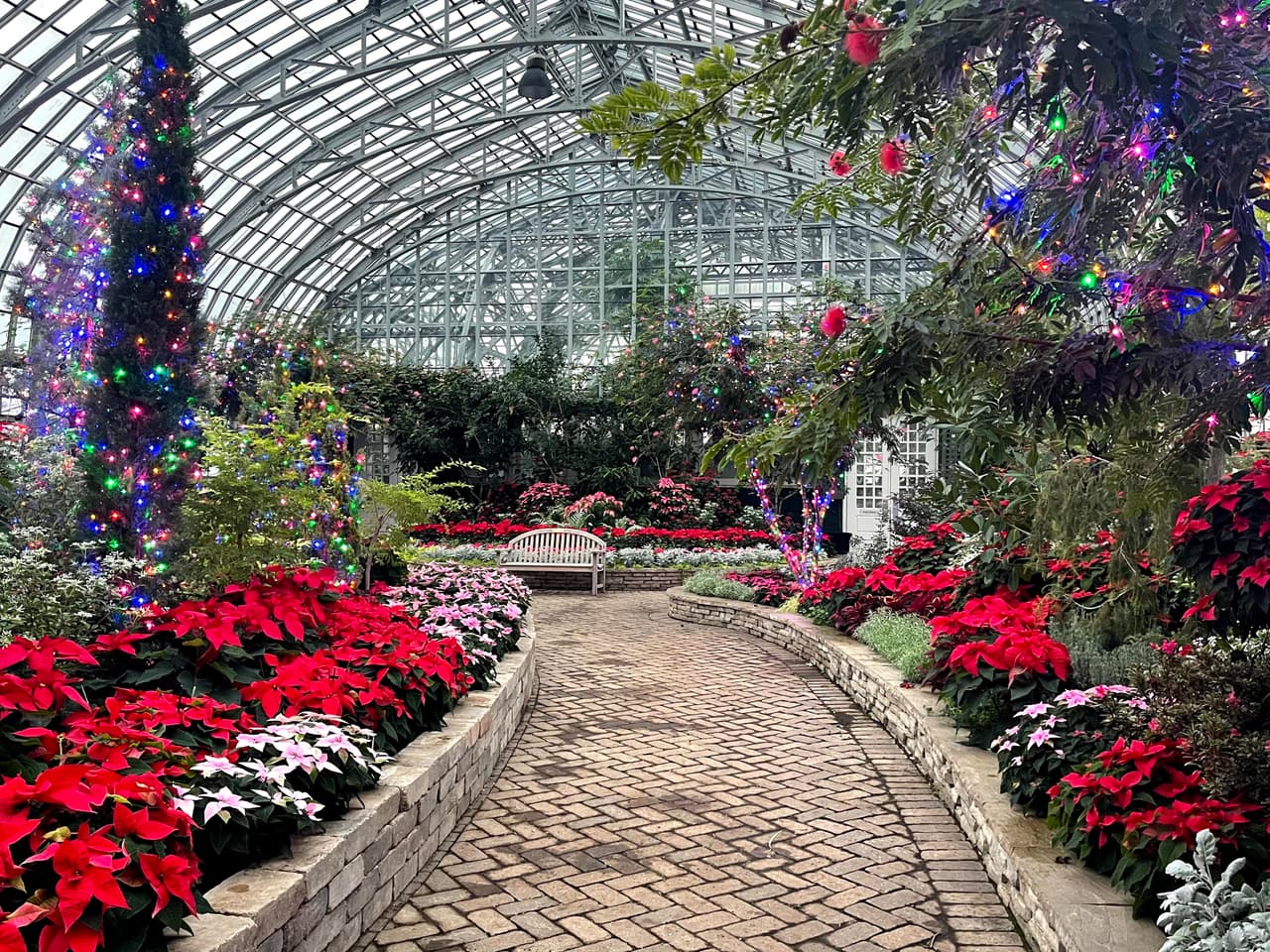 Tour virtual de la exhibición de flores de invierno en el Conservatorio Garfield. El espectáculo se extenderá hasta el 10 de enero de 2021.