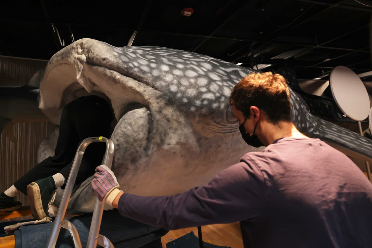 Esta especie se considera bajo amenaza y está prohibida su pesca y comercialización. 
<br>