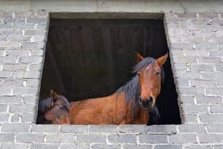 Caballos. (Imagen de Archivo).