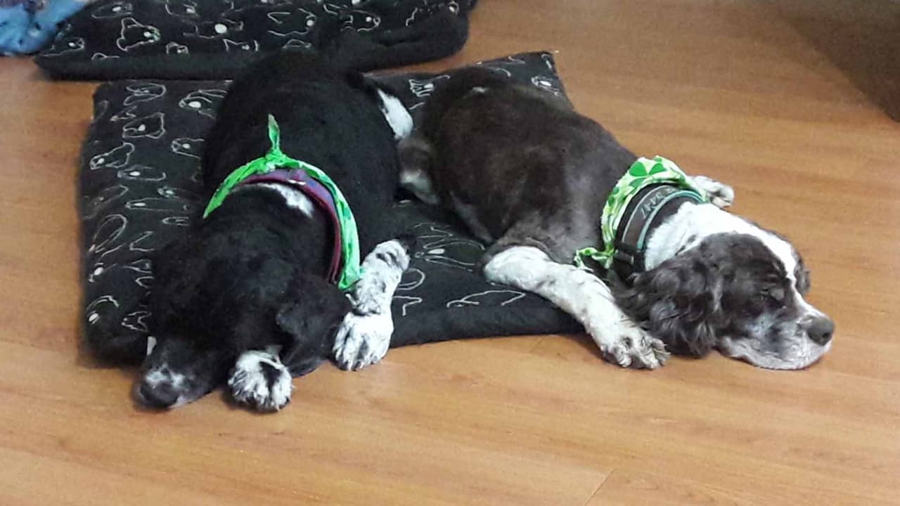 Linda Villamar - "El negro es Patch, el café es Putch, mis dos rescatados amores".