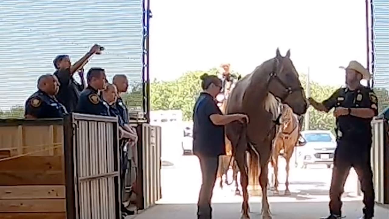 Tras servir 7 años a la comunidad, este caballo policía se retira en Fort Worth