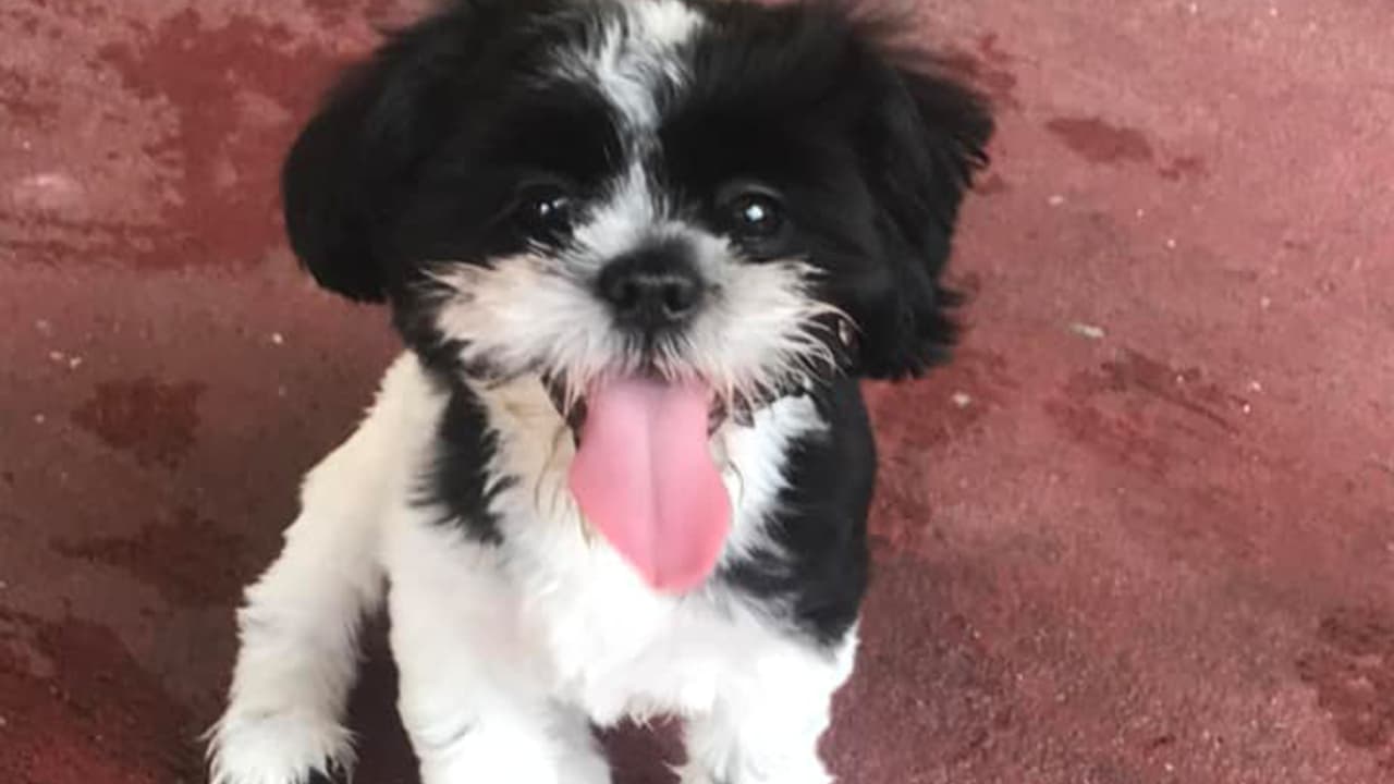 "El es nuestra mascota, su nombre es Domino", dijo Blanca Delgado.