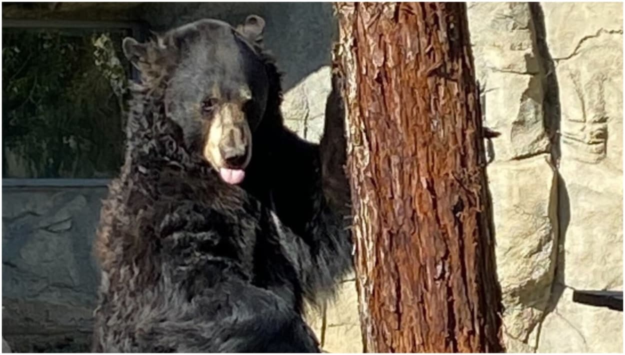 El Museo Vivo de California en Bakersfield organiza un desayuno con osos