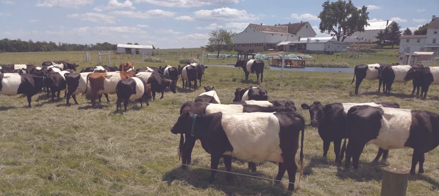 Las granjas lecheras salpican el paisaje ondulado del condado de Lancaster, pero muchas son el hogar de esas resistentes vacas Holstein. En Dutch Meadows, la leche y las vacas son únicas. De color negro en la cabeza y la colay con una banda ancha blanca en el medio, las vacas ceñidas holandesas de raza tradicional dan una leche particularmente rica. La familia Stoltzfus son agricultores de tercera generación y han estado cultivando orgánicamente durante más de 20 años. Es la única granja que ofrece leche cruda orgánica certificada por el USDA en el área. 
<br>📍
<a href="https://www.google.com/maps/place/753+Country+Ln,+Paradise,+PA+17562/@39.9690282,-76.0548018,17z/data=!3m1!4b1!4m5!3m4!1s0x89c647c7f62f8c51:0x7d156602e8a88a14!8m2!3d39.9690282!4d-76.0526078" target="_blank">753 Country Lane, Paradise</a>