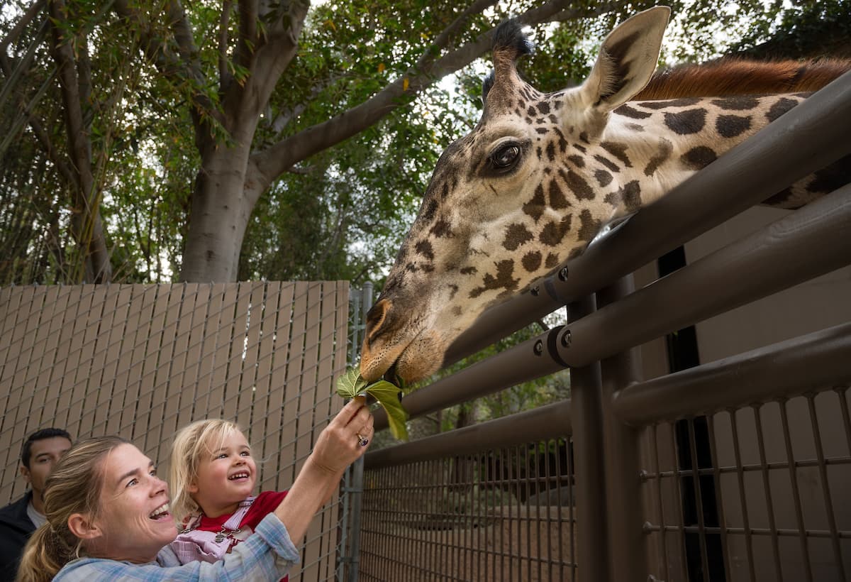 Este animal es el más alto de todas las especies de animales terrestres existentes.