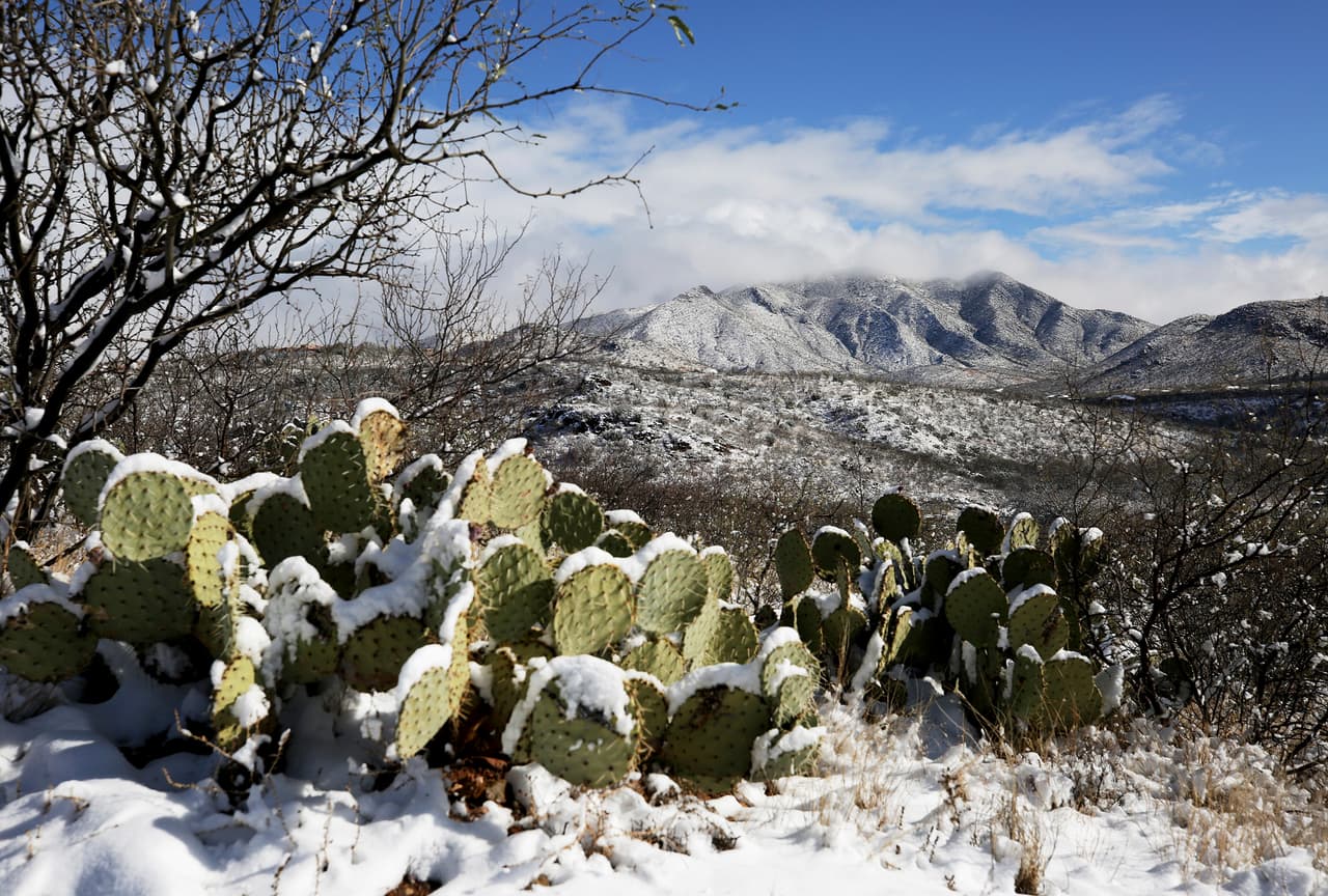 En Phoenix, la capital de Arizona, las temperaturas alcanzaron su punto más bajo en cinco años y en Tucson cayeron hasta seis pulgadas (15 centímetros) de nieve. Estos cactus nevados fueron fotografiados en Vail, a unas 25 millas al sureste de Tucson.