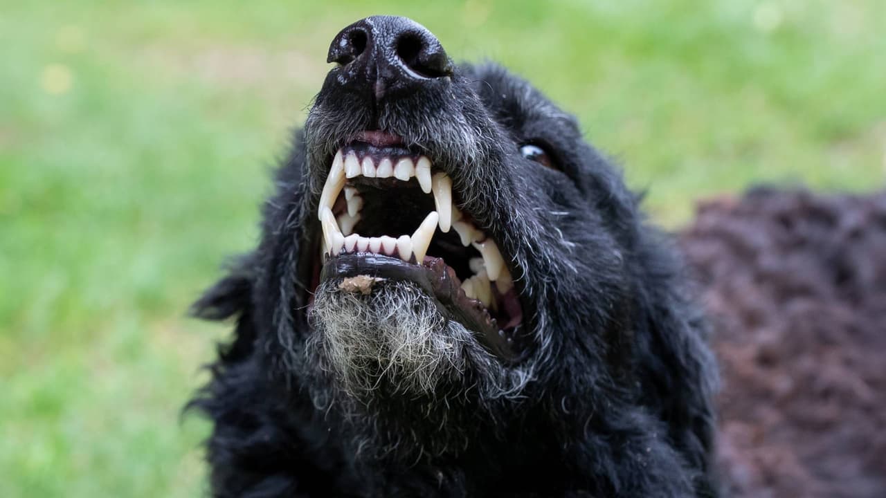 Una oreja desgarrada y el cráneo visible: Acusan a hombre de ordenar a su perro atacar a un vecino