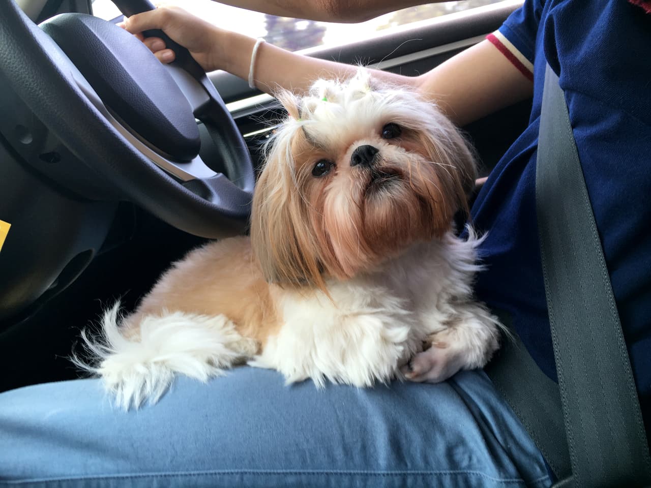 <b>¿Por qué NO viajar con una mascota suelta en el auto?</b>
<br>
<br>- Distrae al conductor.
<br>- Si te gusta viajar con ella en las piernas y tú eres el conductor, puede dificultar la visibilidad y en caso de un impacto o una frenada imprevista podrías aplastarlo.
<br>- Si tienes algún accidente o frenada de emergencia, y no empleas arnés especial para auto o una caja transportadora, la mascota se convierte en un proyectil, puediendo salir disparado por el parabrisas y/o lastimar a algún(os) ocupante(s) del carro.
<br>