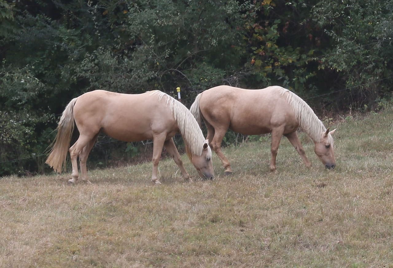 Varios caballos recorren la propiedad.
